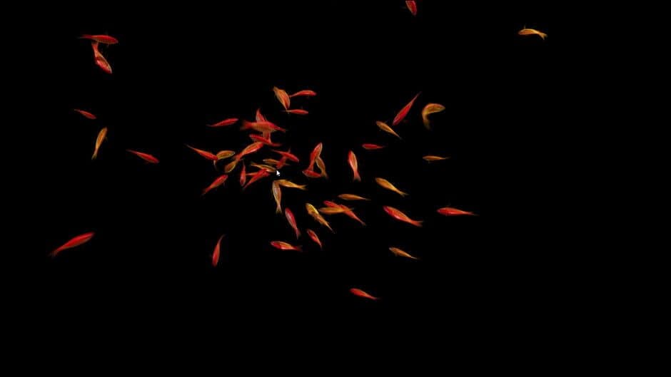 Goldfish Simulator - Captura 3