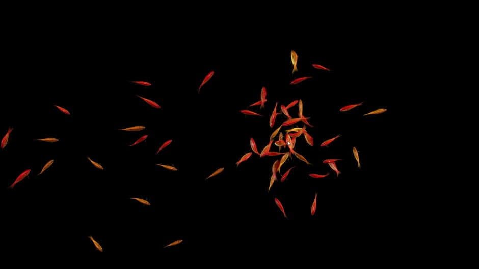 Goldfish Simulator - Captura 0