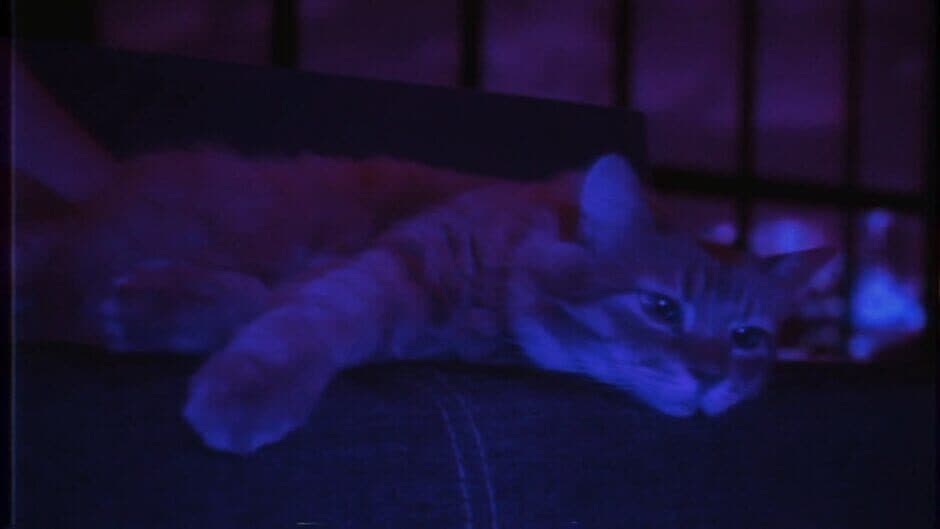 Puss! - Captura 22