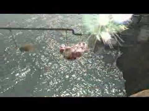 Trailer 1