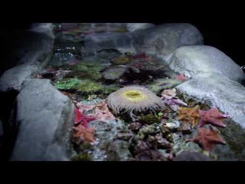 Trailer 2